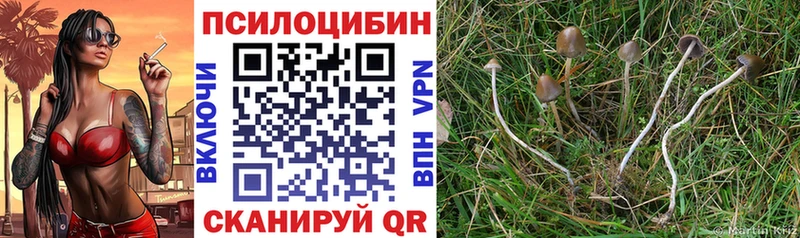 купить   Богородицк  сайты даркнета клад  Псилоцибиновые грибы MAGIC MUSHROOMS  МЕГА маркетплейс 